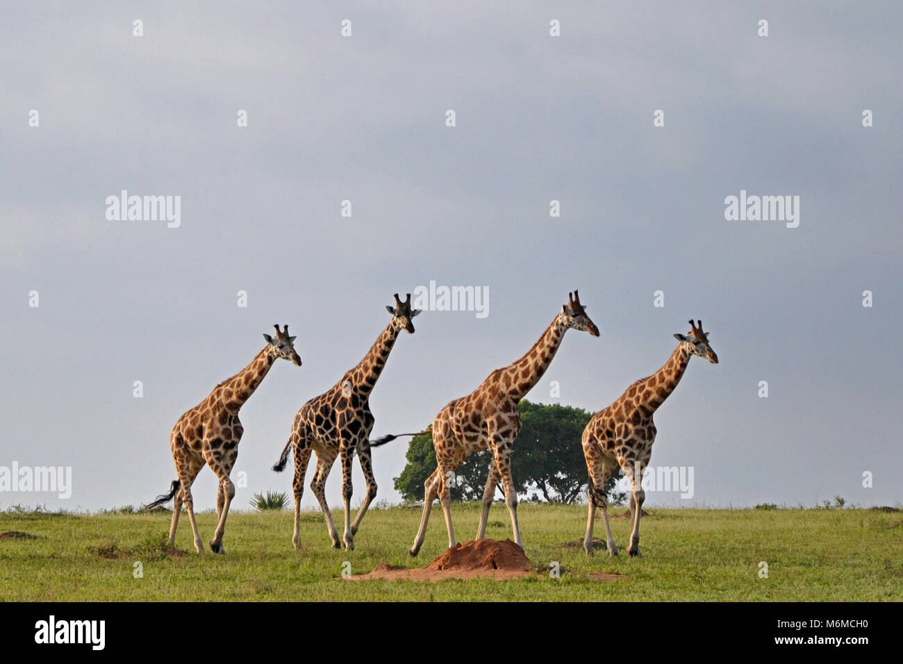 African traditions uganda hi-res stock photography and images - Alamy