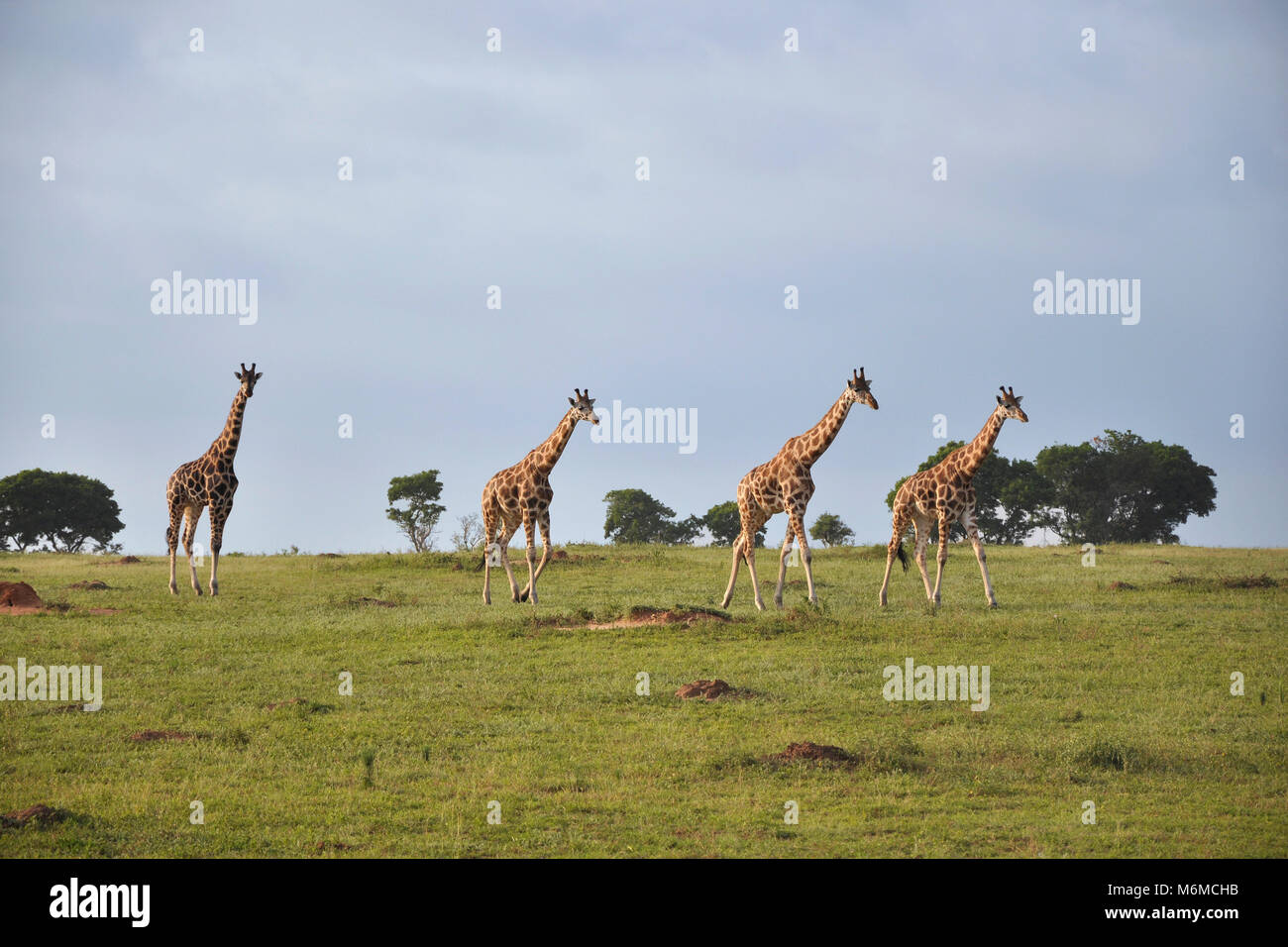 Ugandan giraffes hi-res stock photography and images - Alamy
