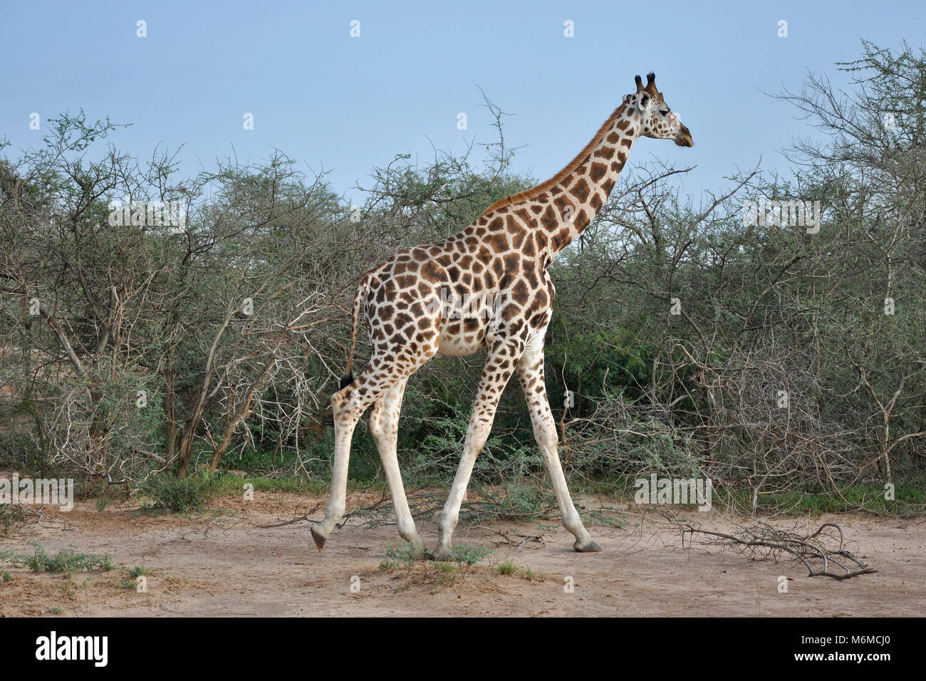 Ugandan giraffes hi-res stock photography and images - Alamy