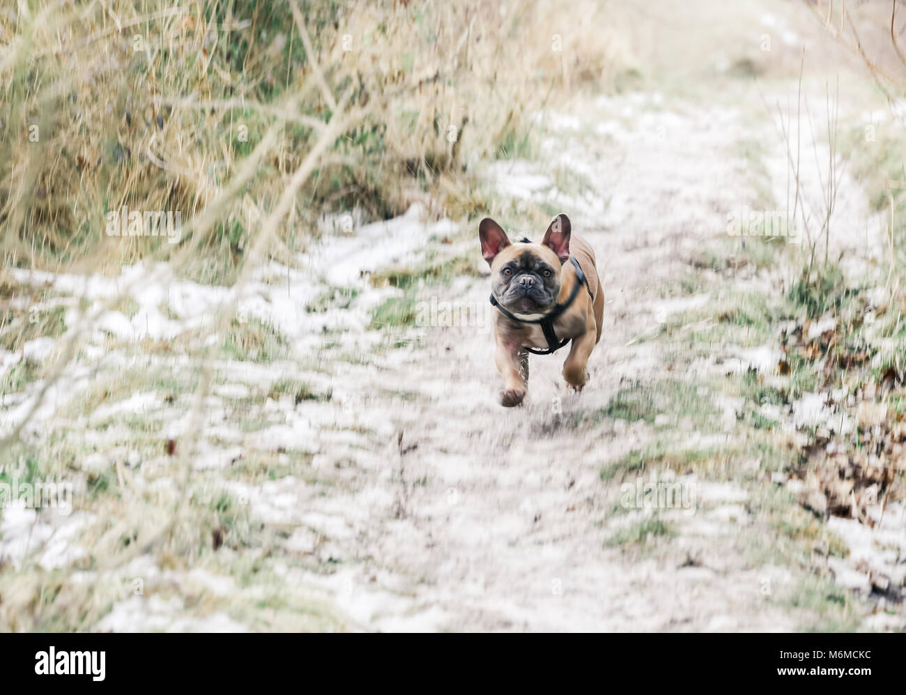 Fawn French Bulldog on a walk in the countryside, UK. Stock Photo