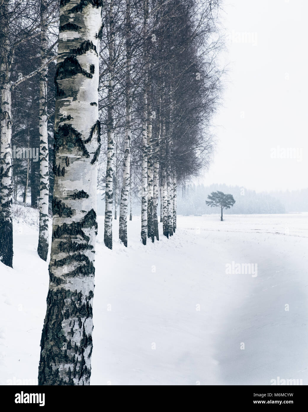 Winter landscape with birch trees and snow at day time in Finland Stock Photo