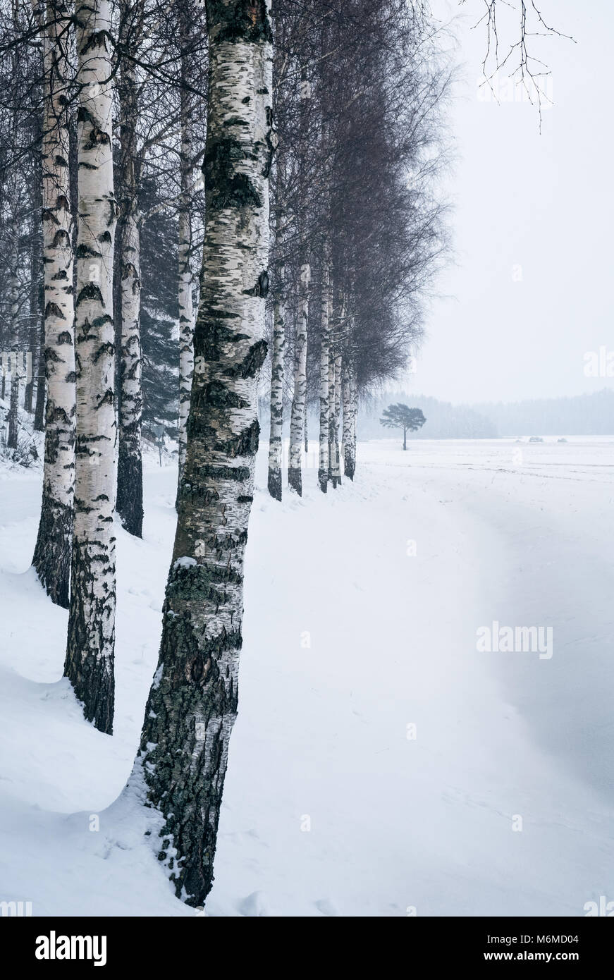 Winter landscape with birch trees and snow at day time in Finland Stock Photo