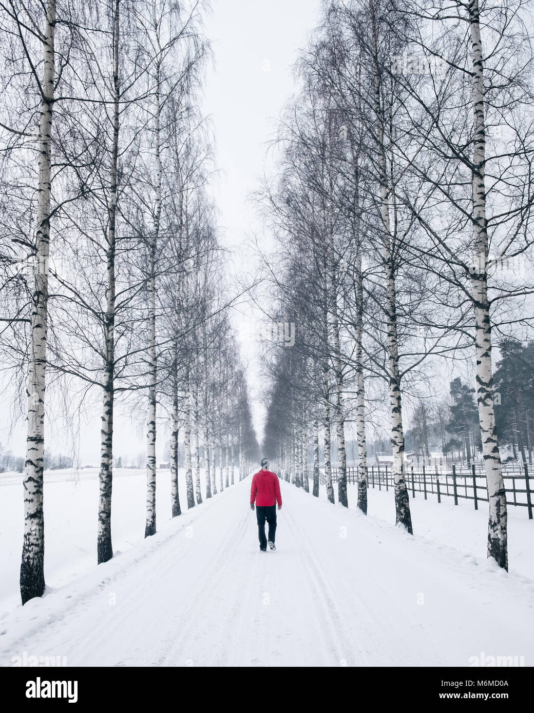 Man walking snowy road with birch trees at winter day in Finland Stock Photo