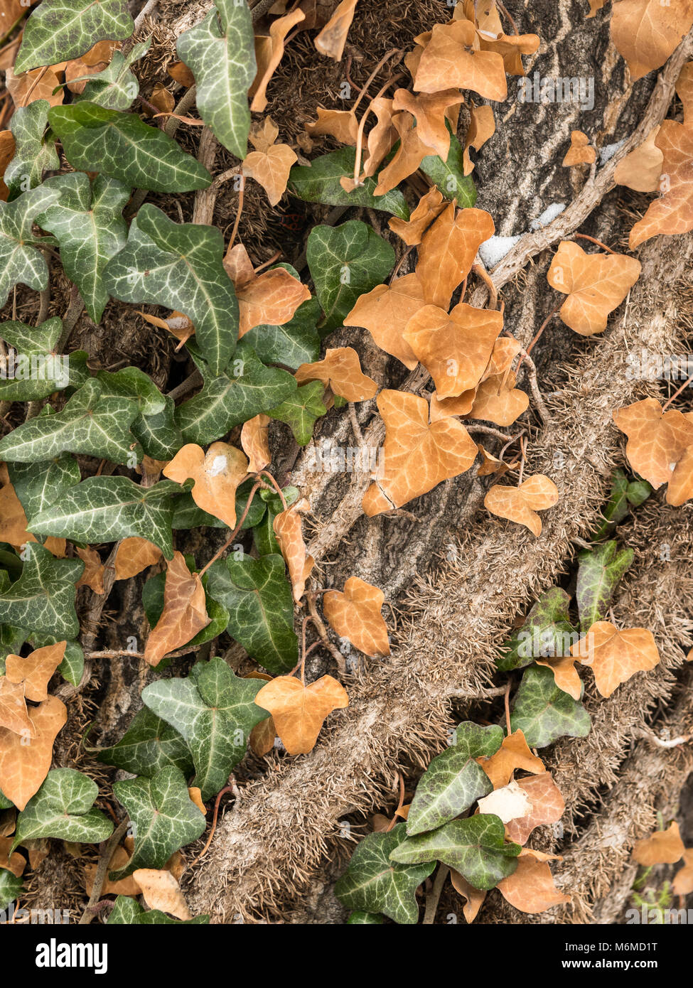 An english ivy (Hedera helix) climbing up a tree, green and brown