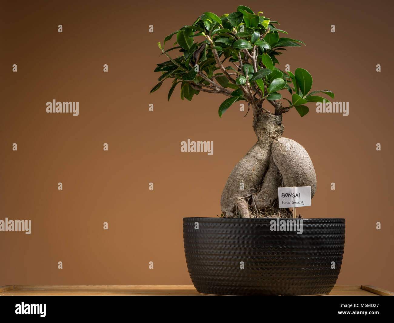 A small bonsai ficus tree (Ficus ginseng) planted in a black pot Stock Photo