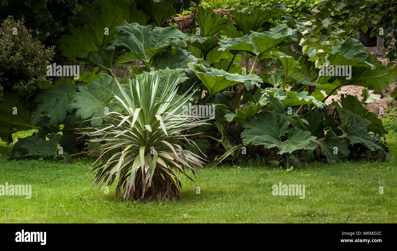 A giant rhubarb and an agave in a french garden in Normandy Stock Photo