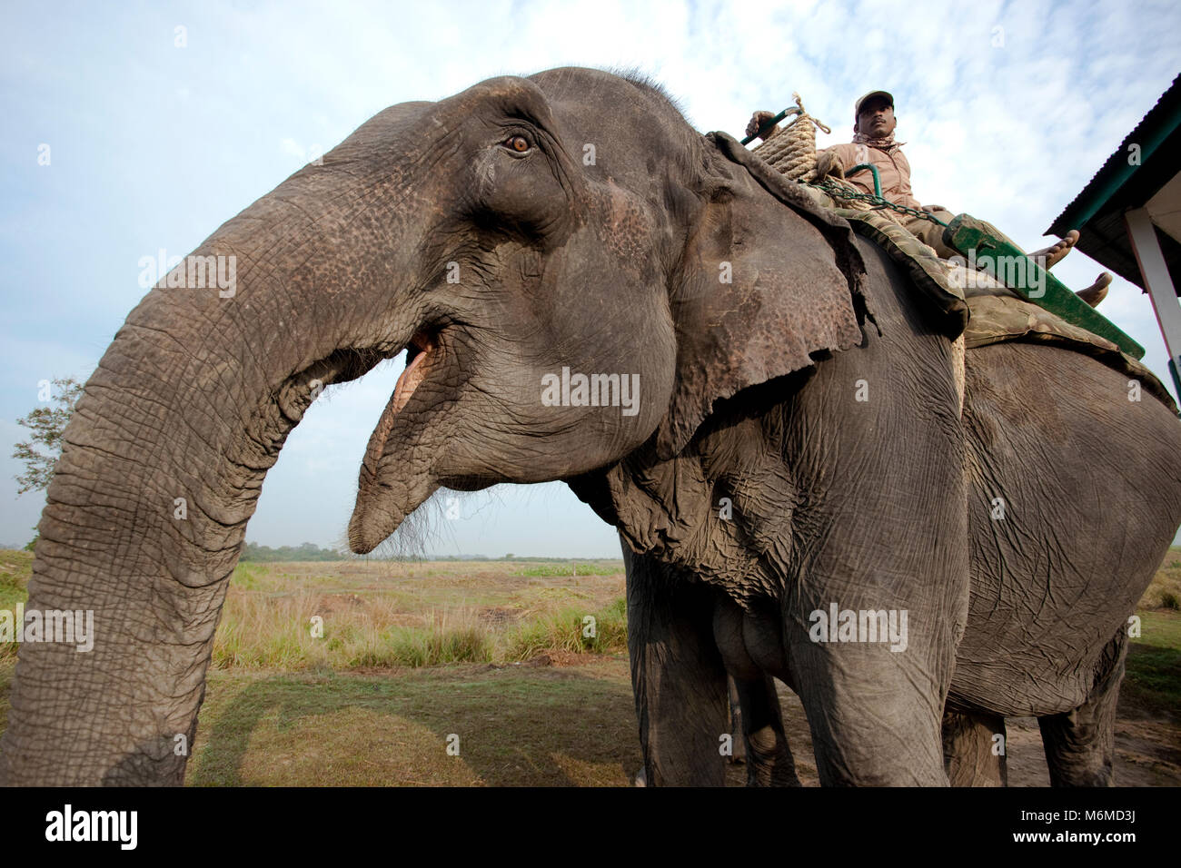 Rider on top of his elephant Stock Photo