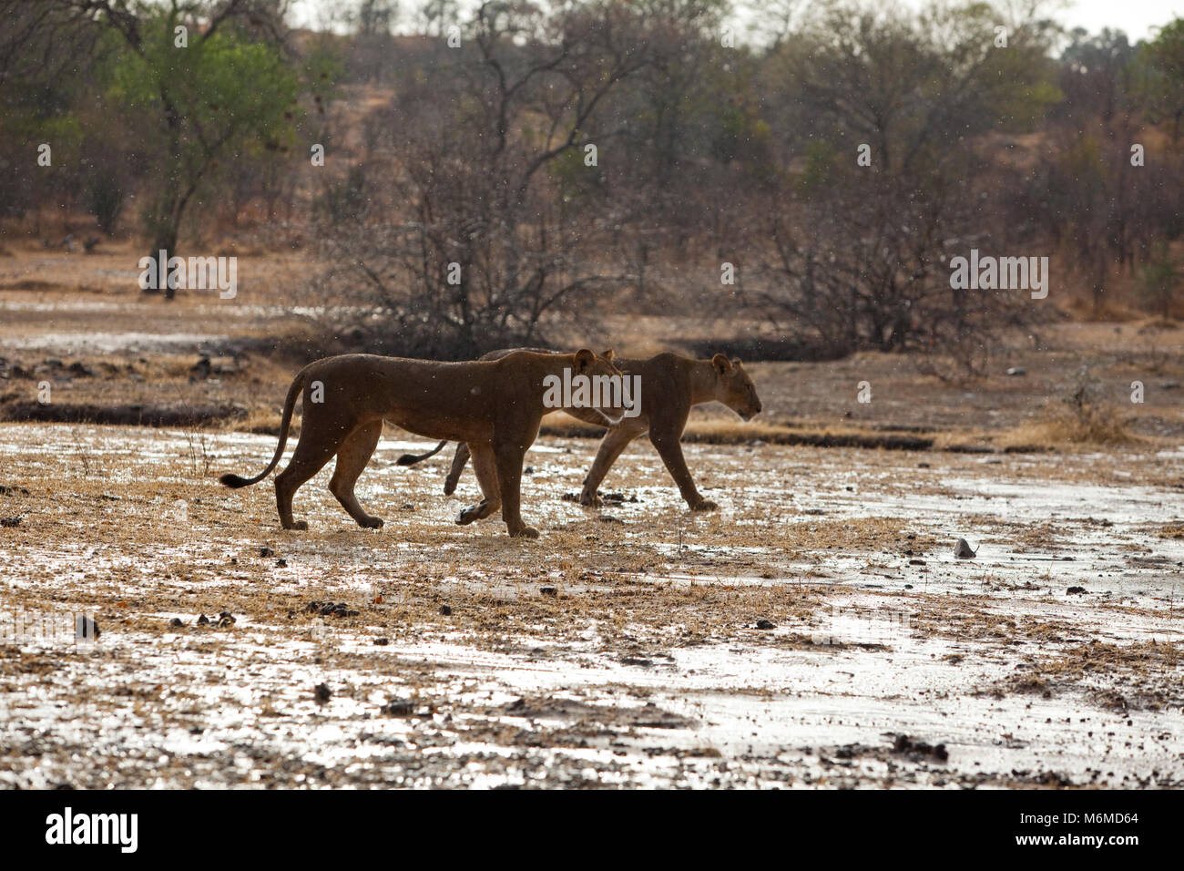 Two lions walking in the rain Stock Photo