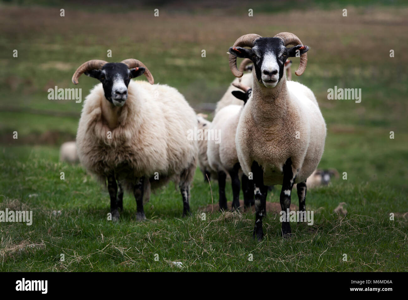 Black faced highland sheep rams Stock Photo
