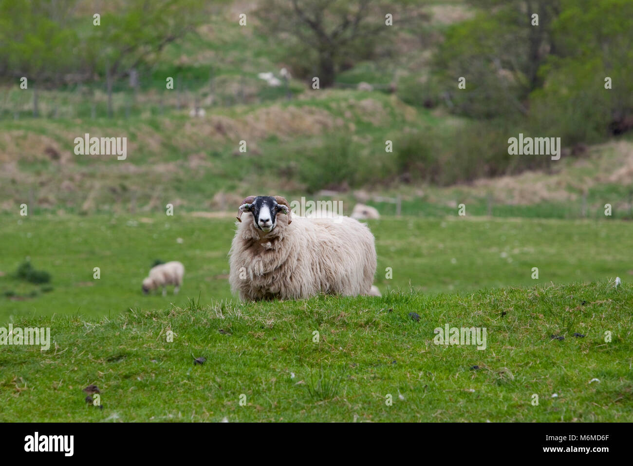 Black faced highland sheep rams Stock Photo