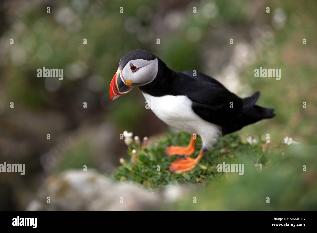 Puffin on a cliff with flowers Stock Photo Biology Diagrams