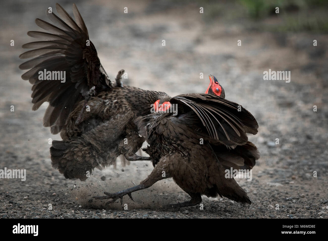 Fowls in a foul mood, Kruger National Park Stock Photo