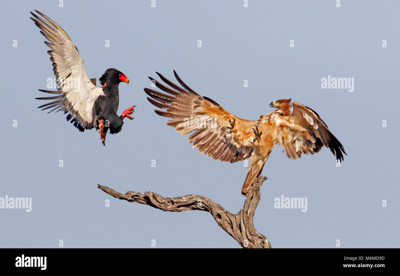Battle of the eagles, Kruger National Park Stock Photo