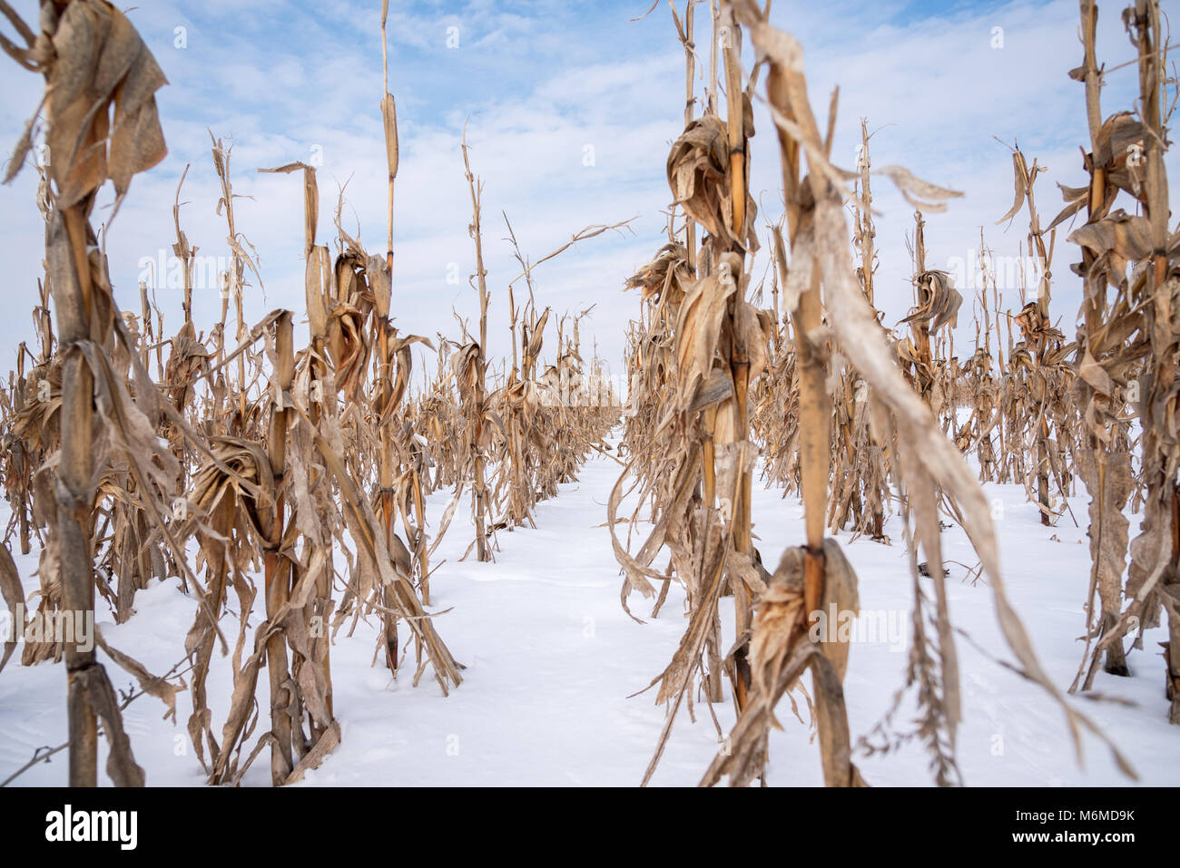 Golden Corn field in the winter Stock Photo - Alamy