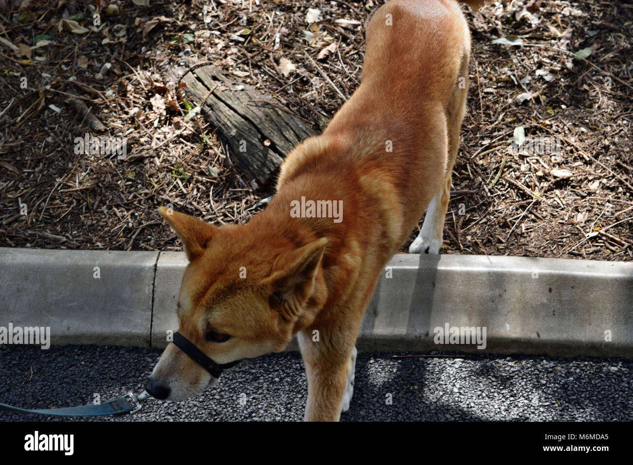 Australian Dog Dingo Canis Dingo In Queenslandm Australia Stock Photo Alamy