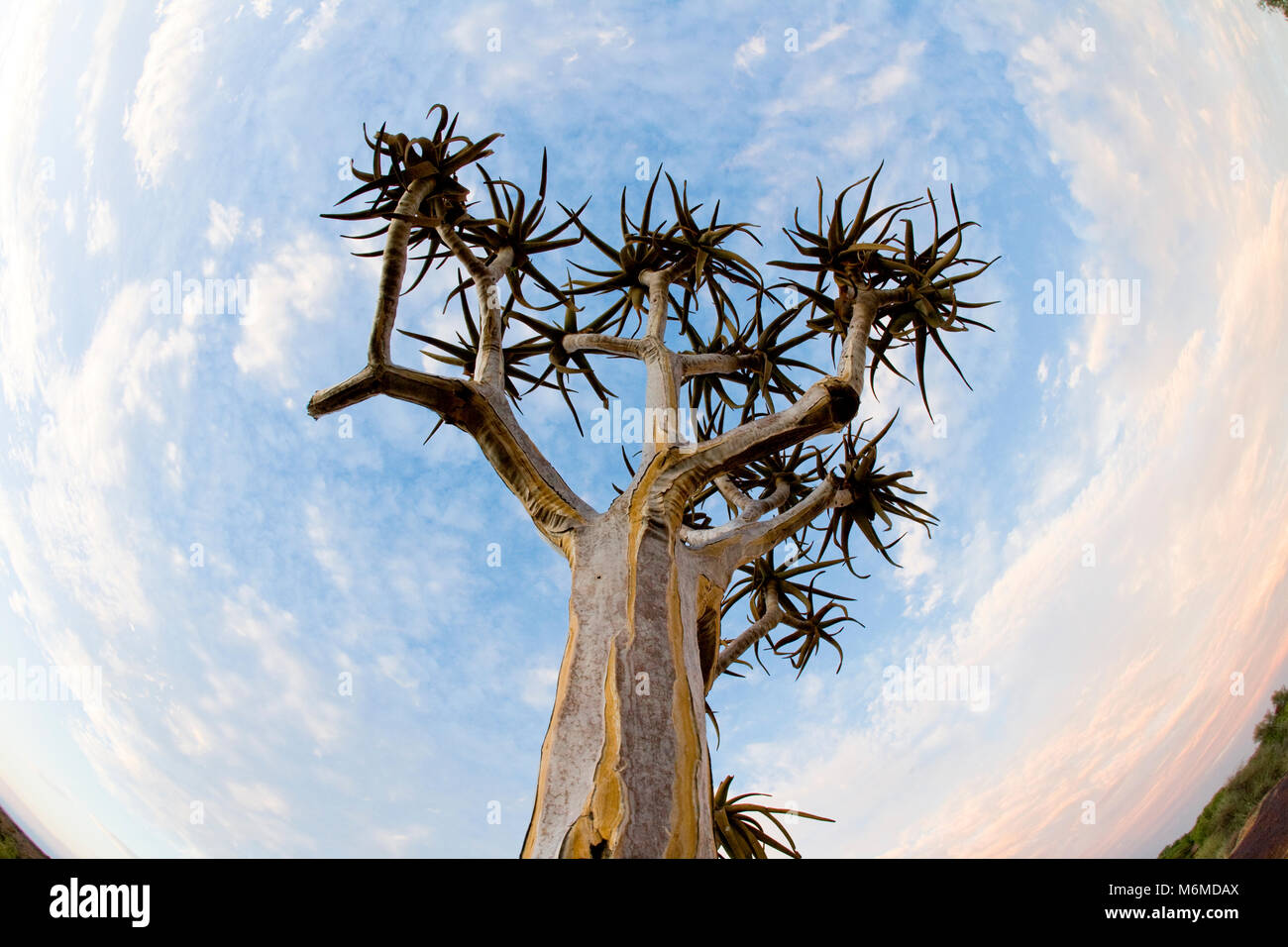 Fish-eye view of a Quiver tree or Kokerboom, Augrabies National Park, South Africa Stock Photo