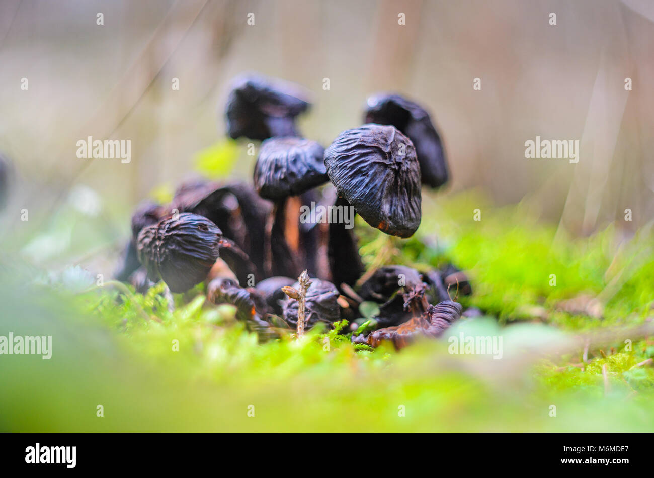 Black color mushrooms in natural conditions in forest moss. Macro ...