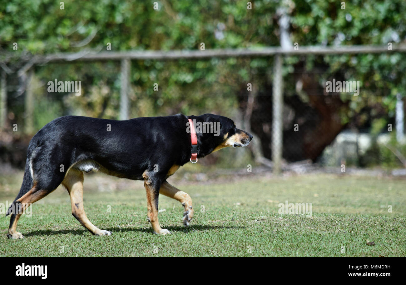 Cattle dog cross kelpie to protect sheep cattle on the grass in Australia Stock Photo Alamy