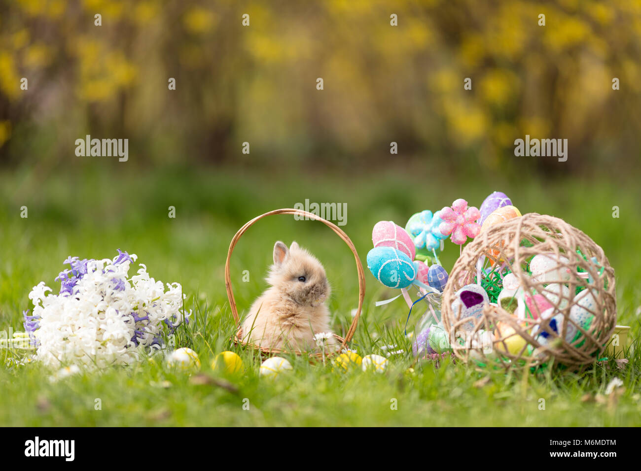 Cute little bunny sitting in the basket with Easter eggs and flowers ...