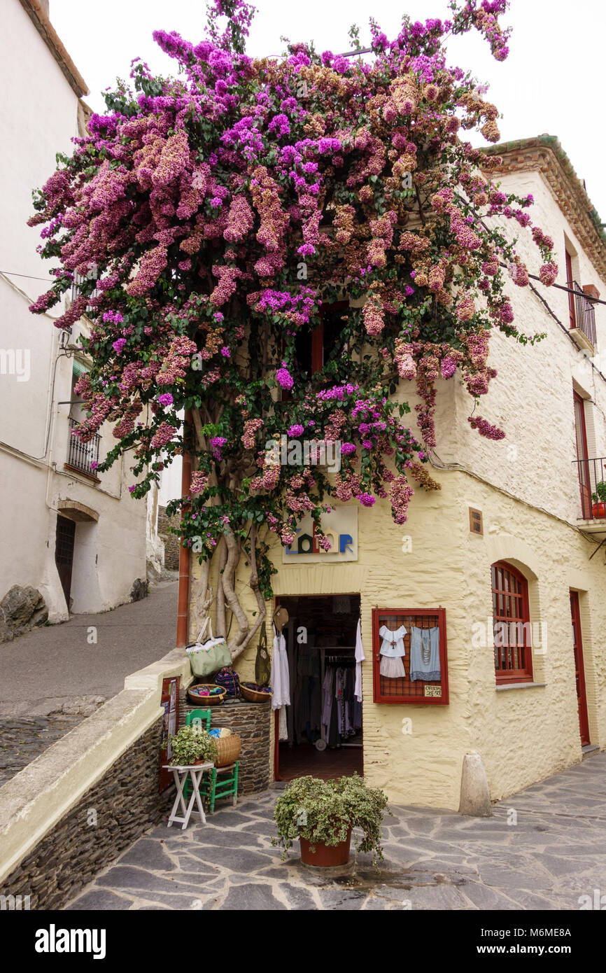 Beautiful flowers above entrance of ladies clothes shop, Cadaques, Alt Emporda comarca, Catalonia, Spain Stock Photo