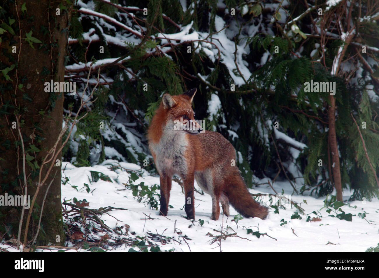 Red Fox in Winter Stock Photo