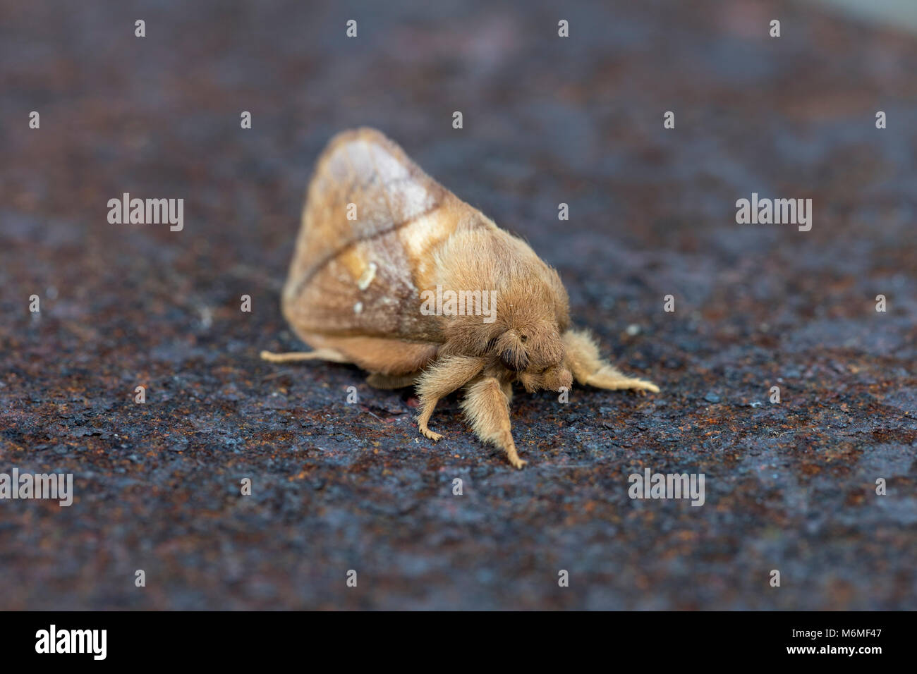 Drinker Moth; Euthrix potatoria Cornwall; UK Stock Photo