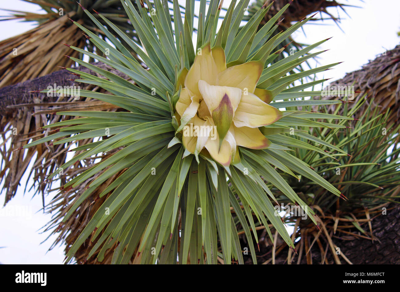 Joshua Tree Nights: Your Desert Oasis Awaits!