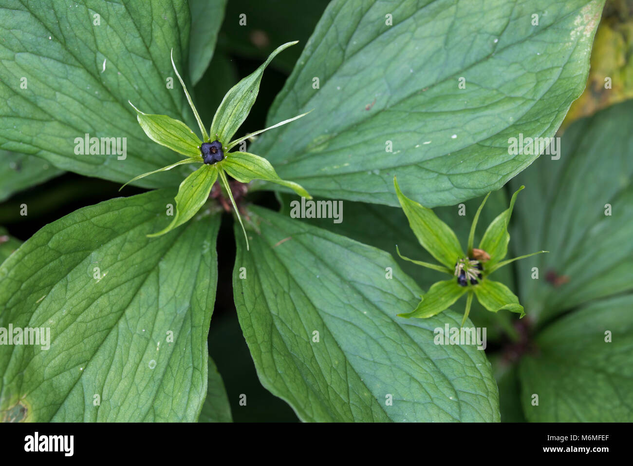 Herb Paris; Paris quadrifolia Flower and Berry Cumbria; UK Stock Photo