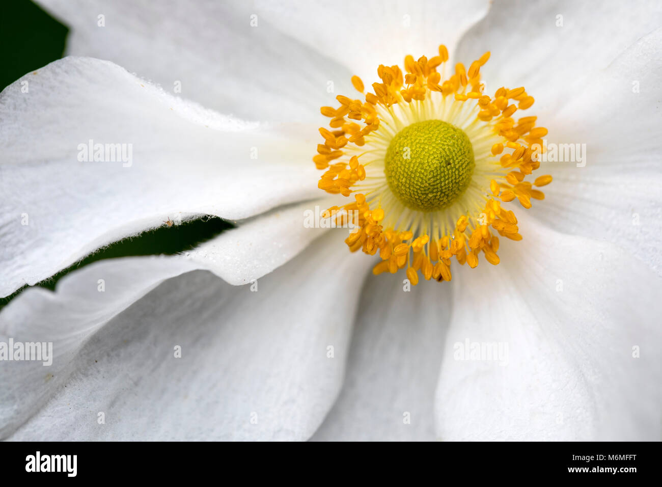 Japanese white flower hires stock photography and images Alamy