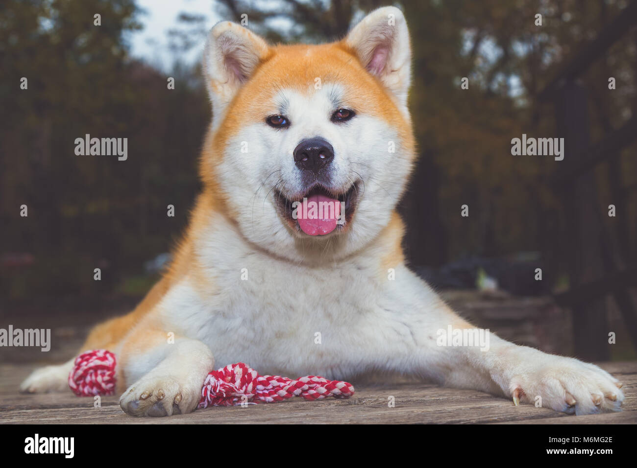 Portrait of Akita inu dog outdoors Stock Photo