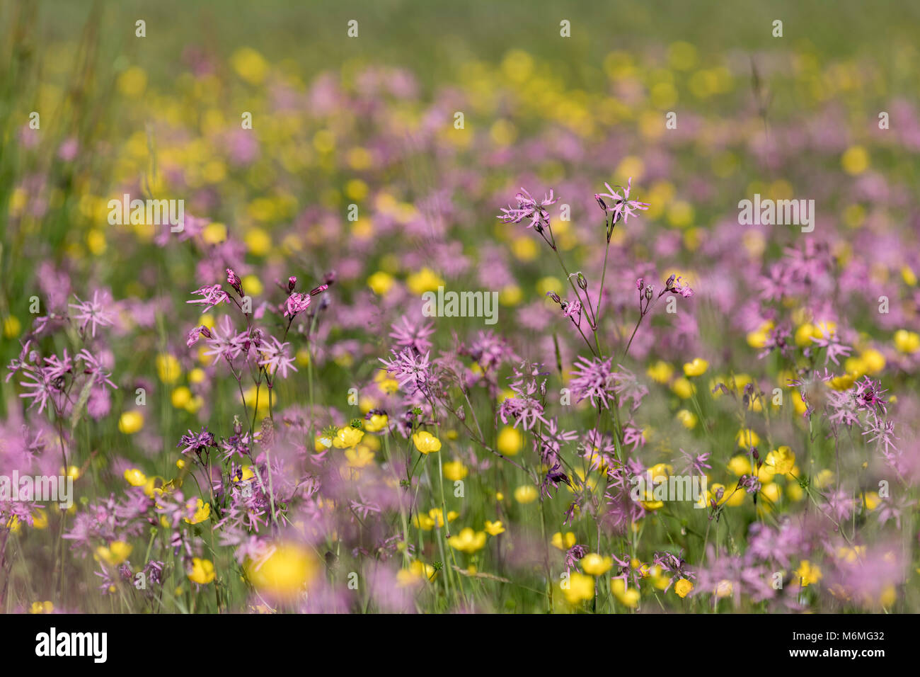 Meadow; Ragged Robin and Buttercups; Patterdale; Lake District; UK Stock Photo