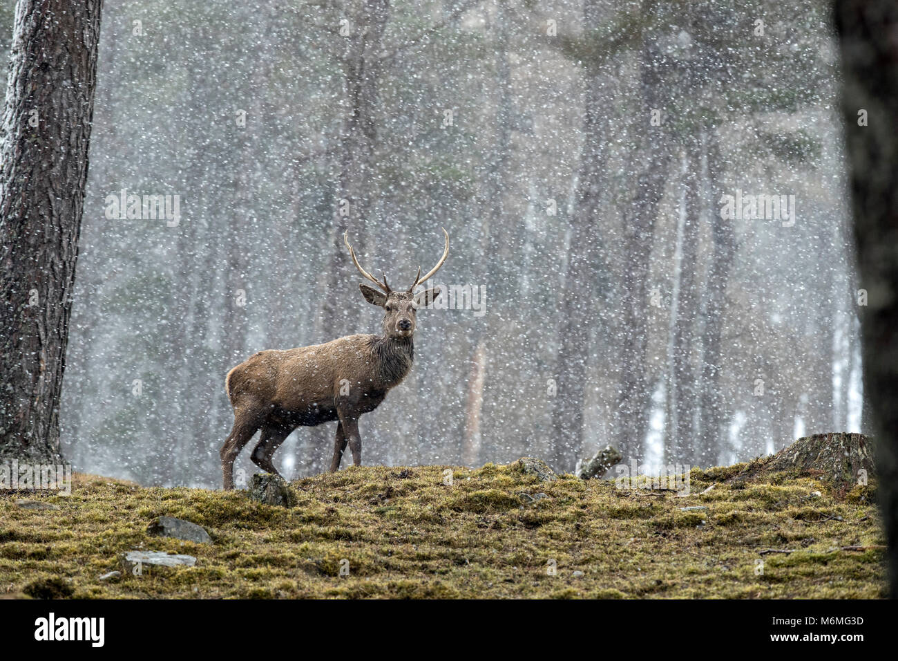 Red Deer; Cervus elaphus Single; Stag in Snow Scotland; UK Stock Photo