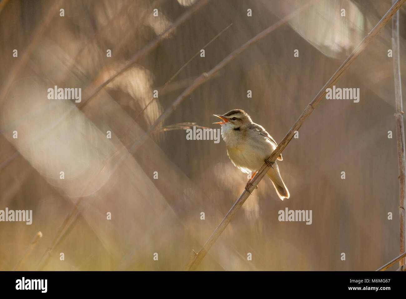 Sedge Warbler; Acrocephalus schoenobaenus Single Singing Cornwall; UK Stock Photo