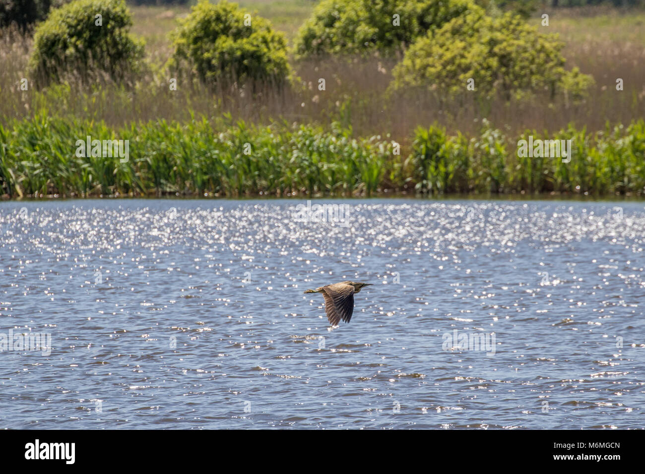 Bittern over a reed bed hi-res stock photography and images - Alamy