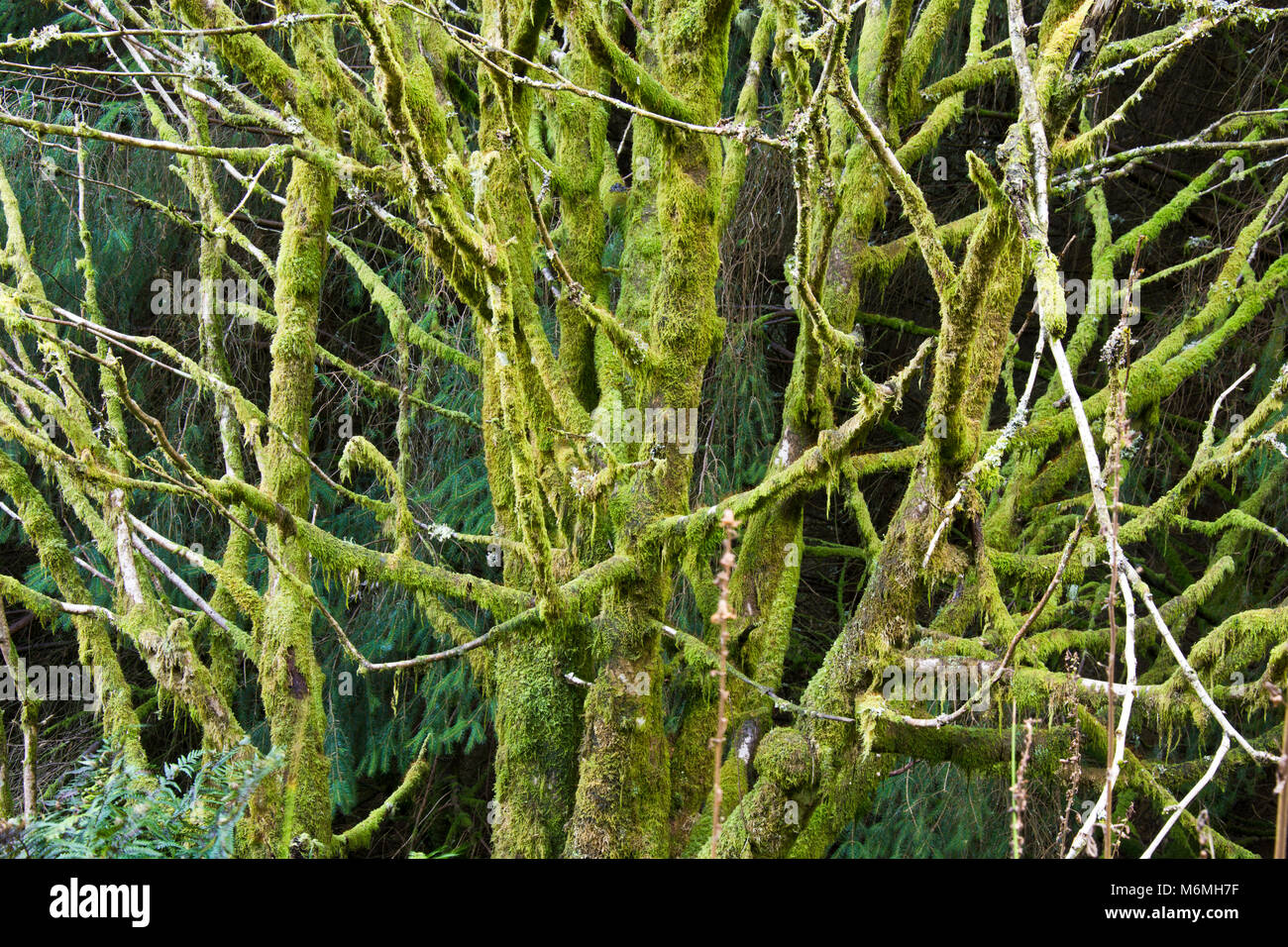 Moss covered tree branches Stock Photo