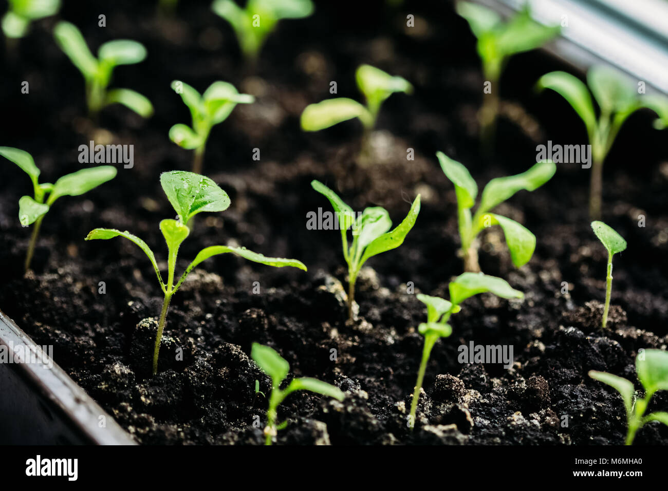 Why does the eggplant seedlings fall Why does the eggplant seedlings fall
