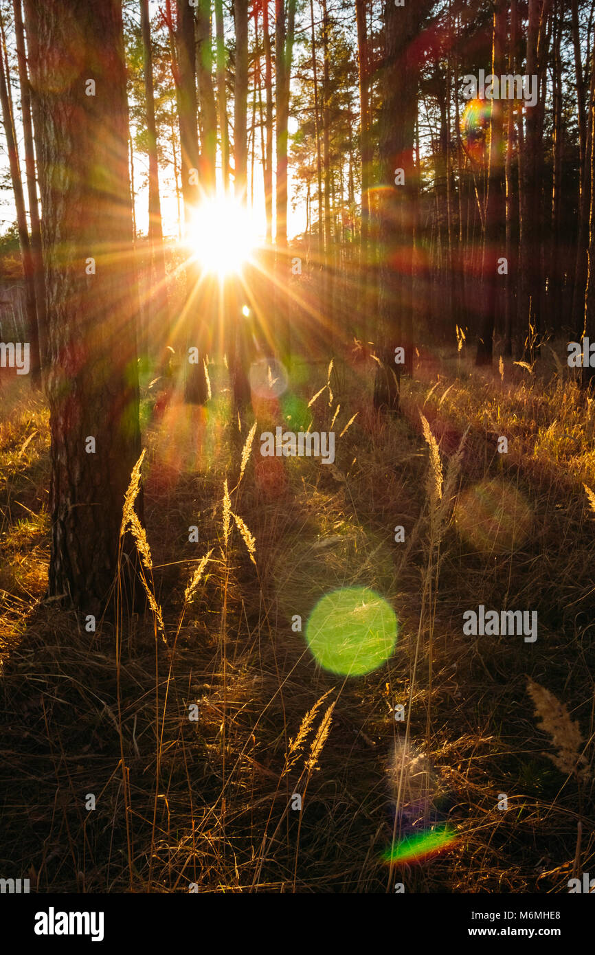 The setting sun shines in a pine forest Stock Photo - Alamy