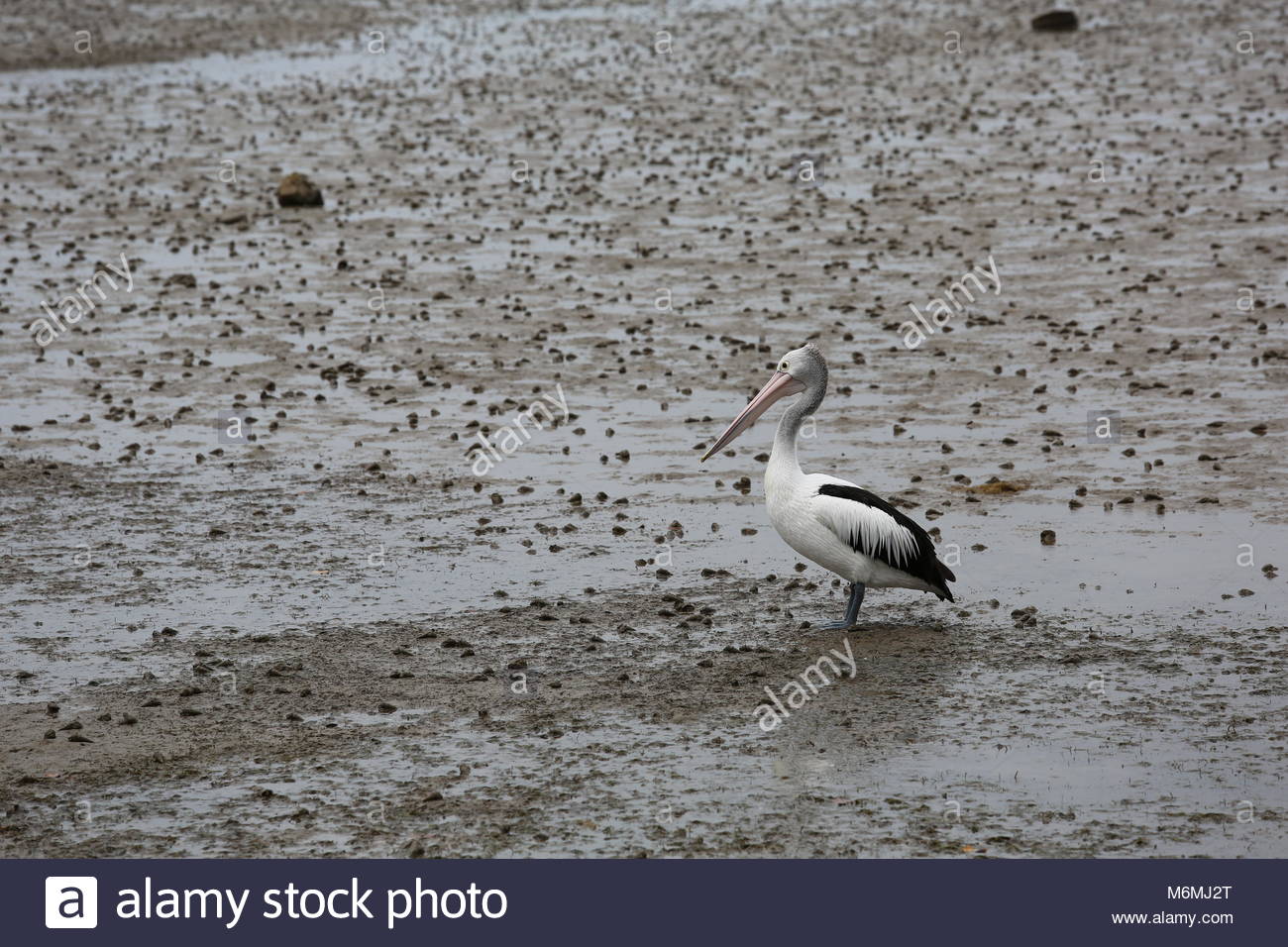 At low tide a pelican walks the mucky shore in search of food. Stock Photo