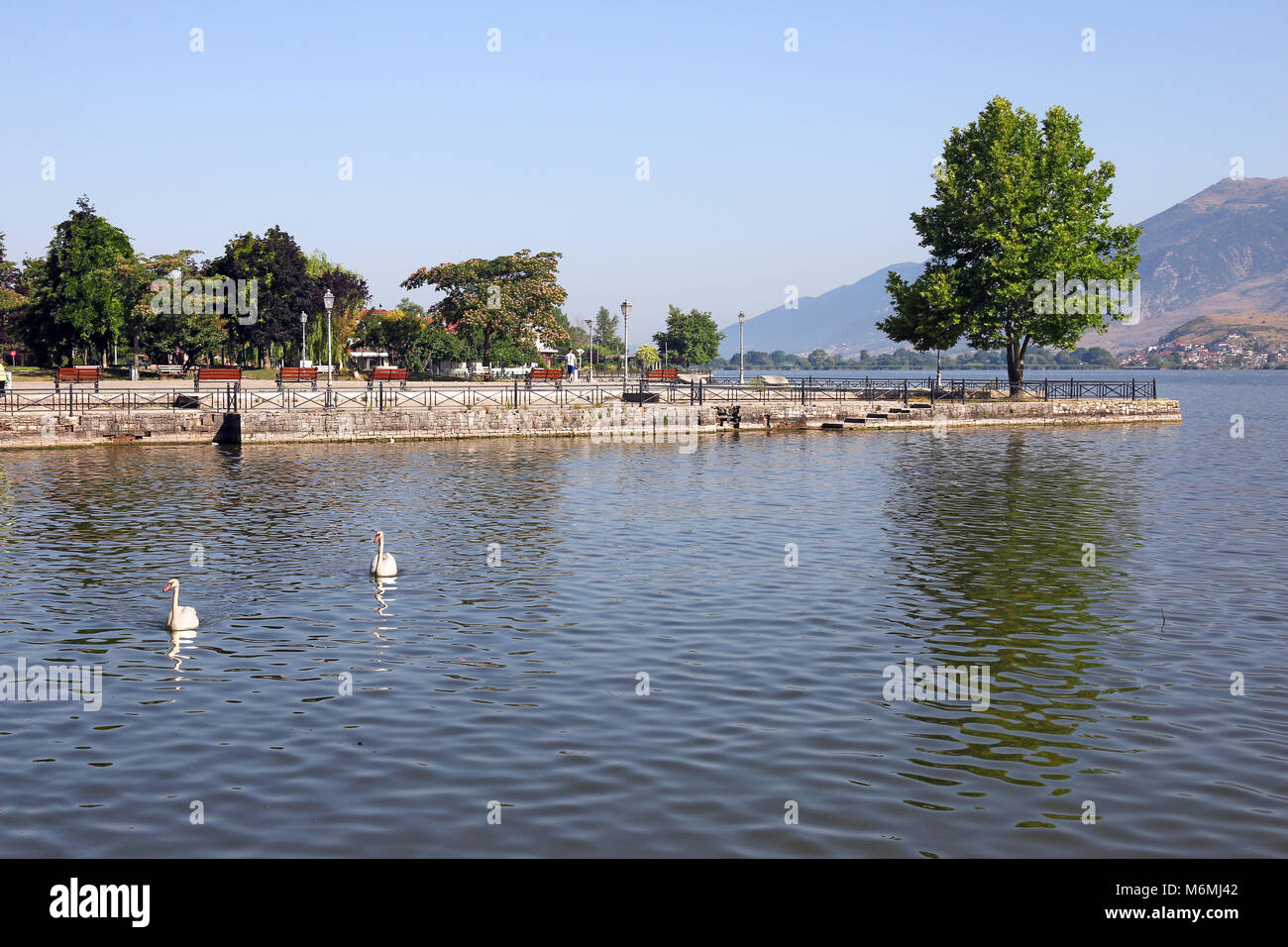 swans swim on the lake Ioannina Greece Stock Photo