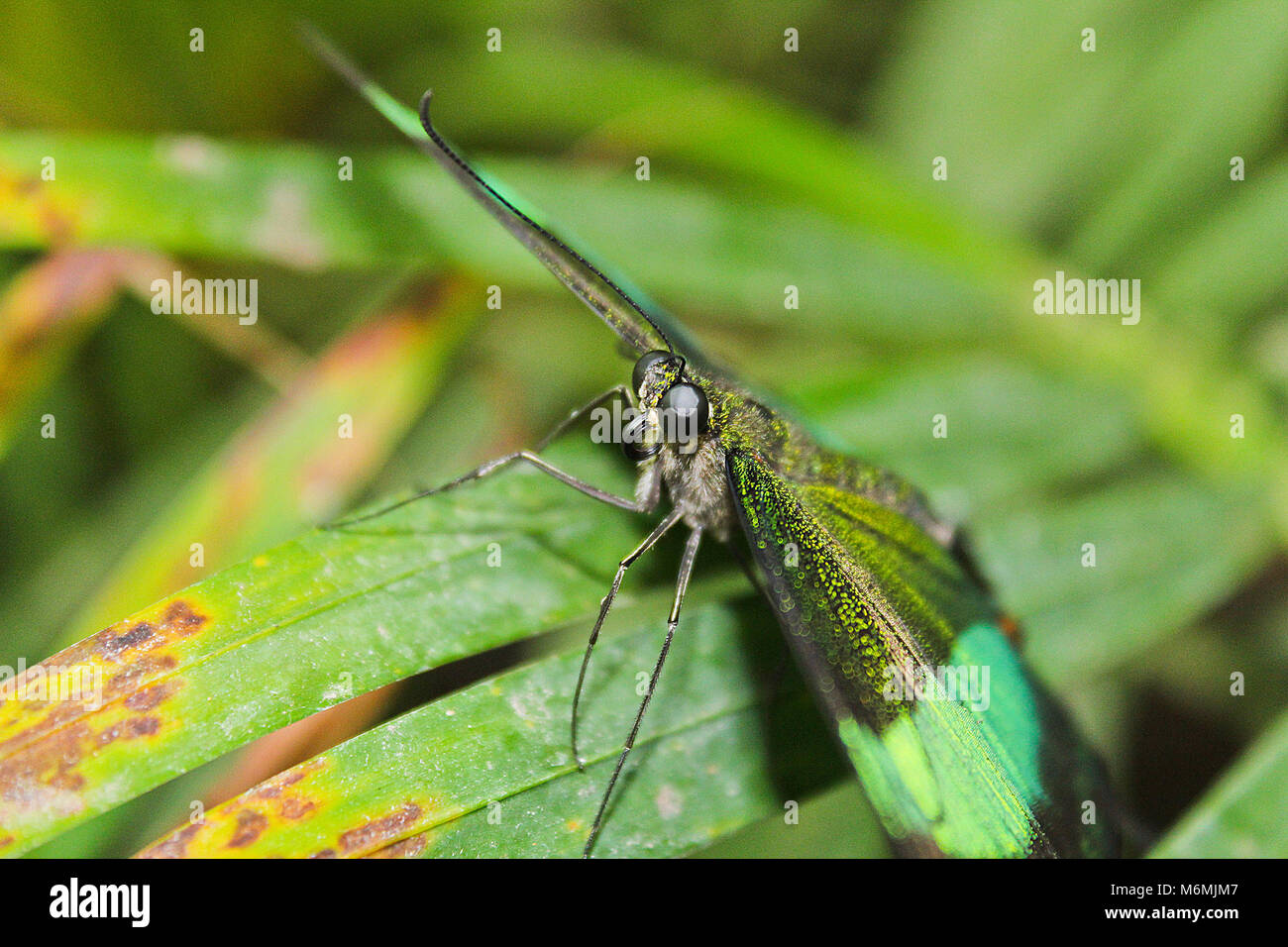 Big green butterfly Emerald Swallowtail, photo to eyes, Papilio palinurus Stock Photo