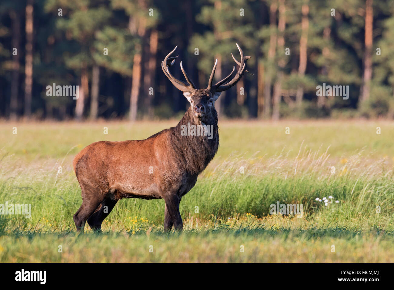 Red deer (Cervus elaphus) stag in field at forest 's edge during the rut in autumn Stock Photo