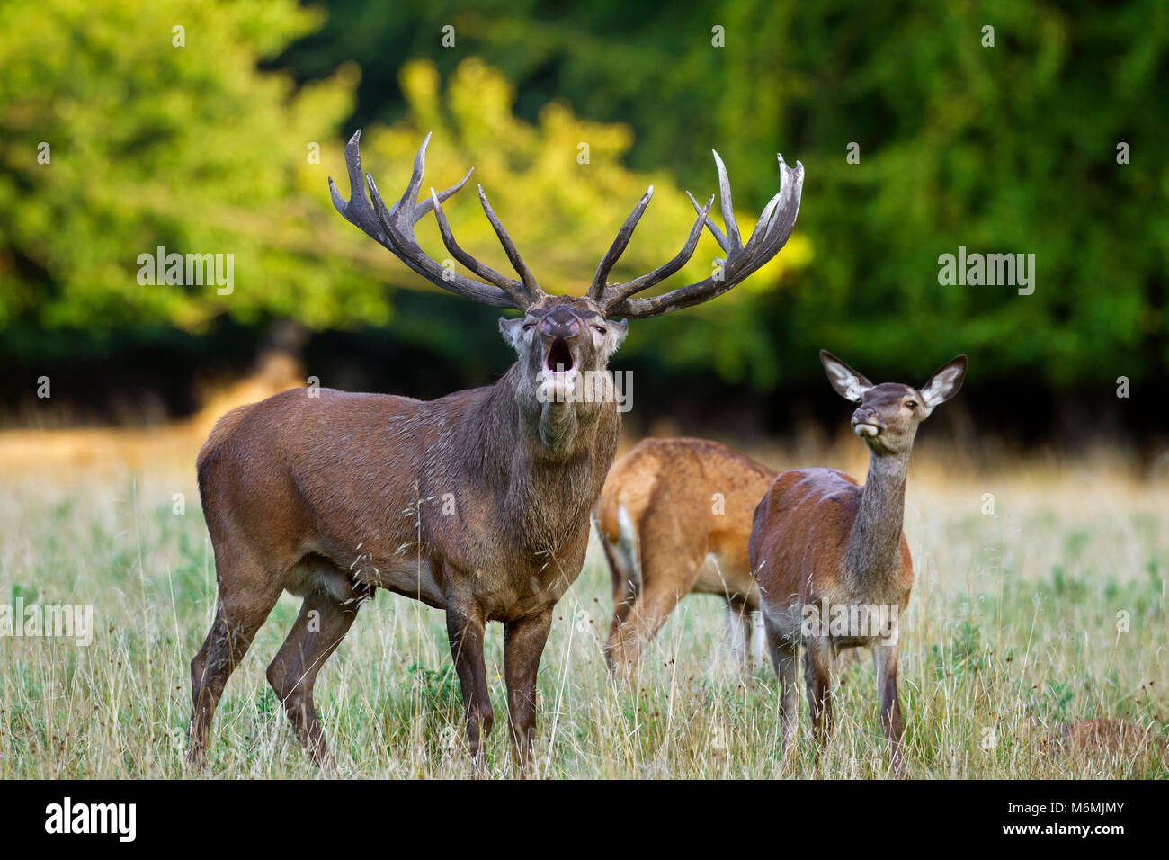 Red deer (Cervus elaphus) hinds and stag bellowing in grassland at forest's edge during the rut in autumn Stock Photo