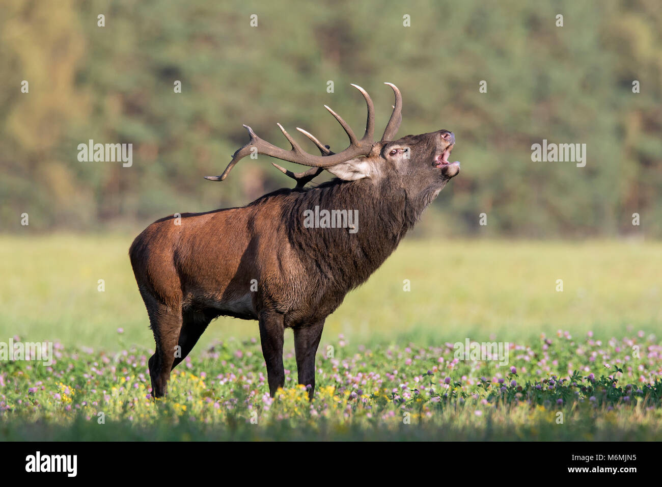 Red deer (Cervus elaphus) stag bellowing in grassland at forest's edge during the rut in autumn Stock Photo