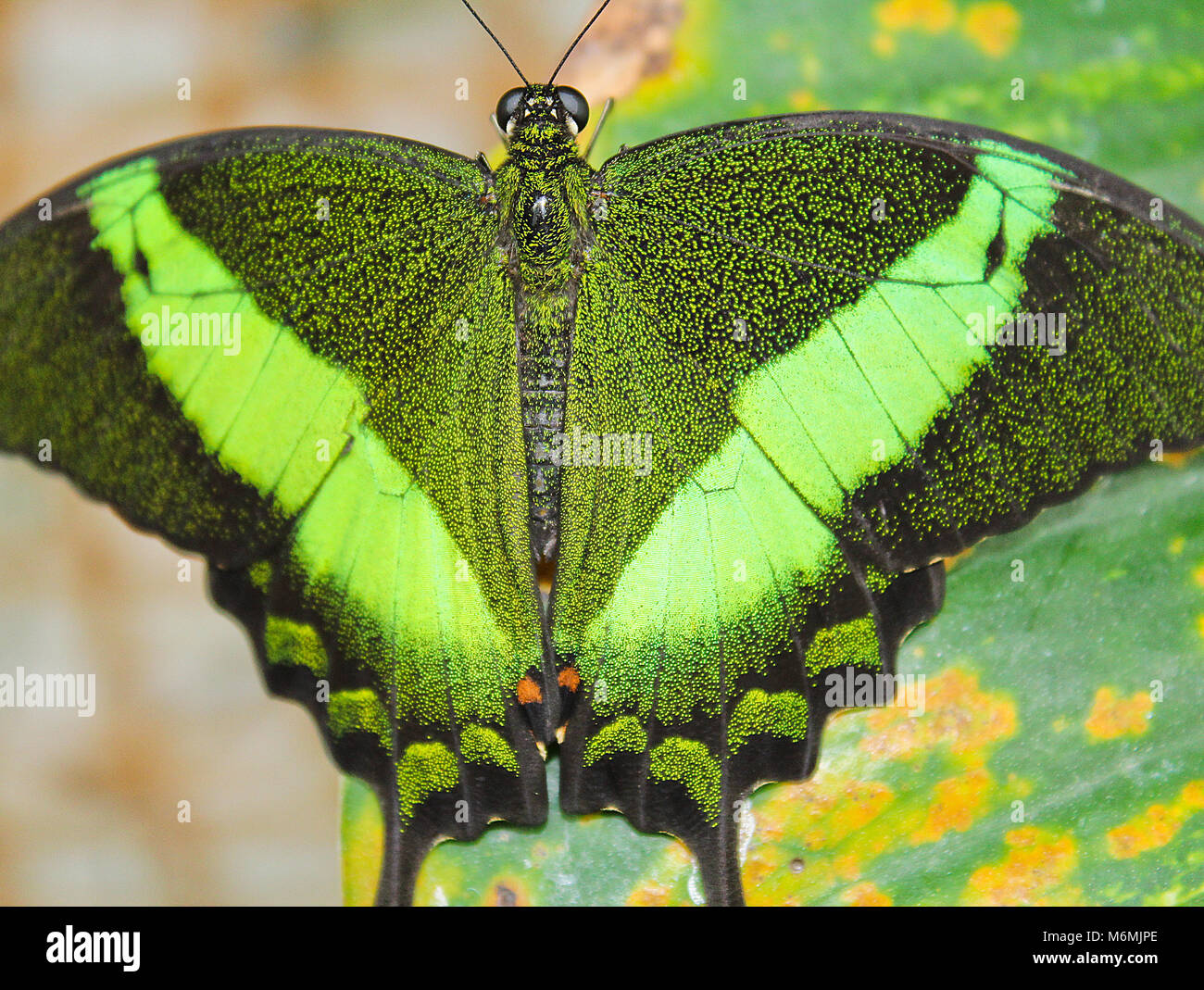 Big green butterfly Emerald Swallowtail, close up photo to wings, Papilio palinurus Stock Photo
