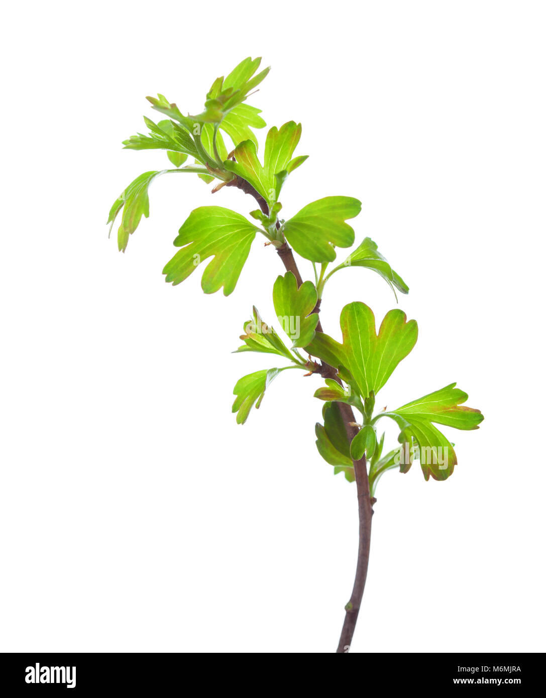 Branch with young green spring leaves isolated on white background. Golden Currant Stock Photo