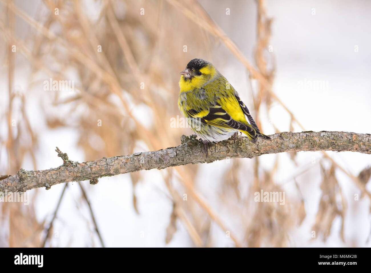 Eurasian siskin (Spinus spinus) sitting on a branch of larch, looking back at the photographer. Stock Photo