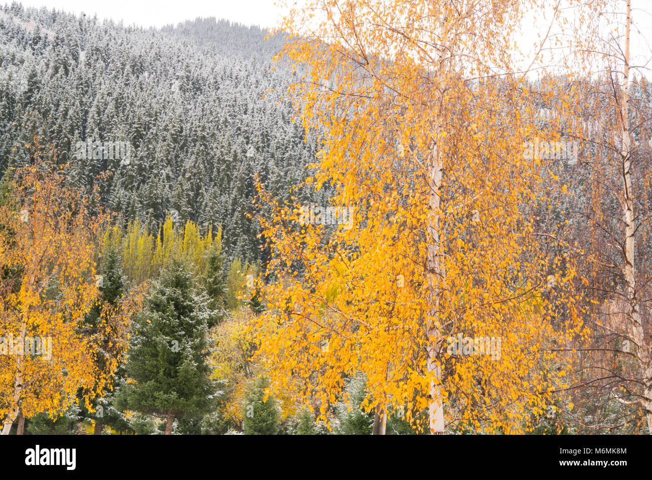 Snow and autmn trees, Tien Shan Mountain foothills, Kyrgyzstan Stock Photo