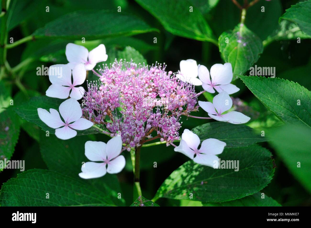 Hortensia flower close up Stock Photo