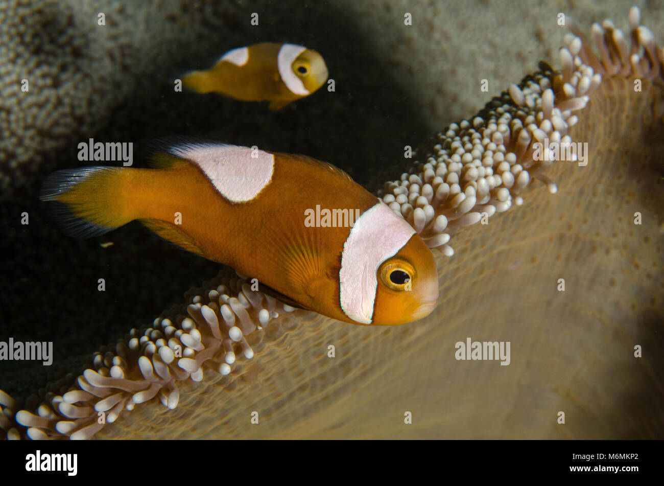 Saddleback anemonefish, Amphiprion polymnus, Amphiprionidae, Anilao, Philippines, Asia Stock Photo