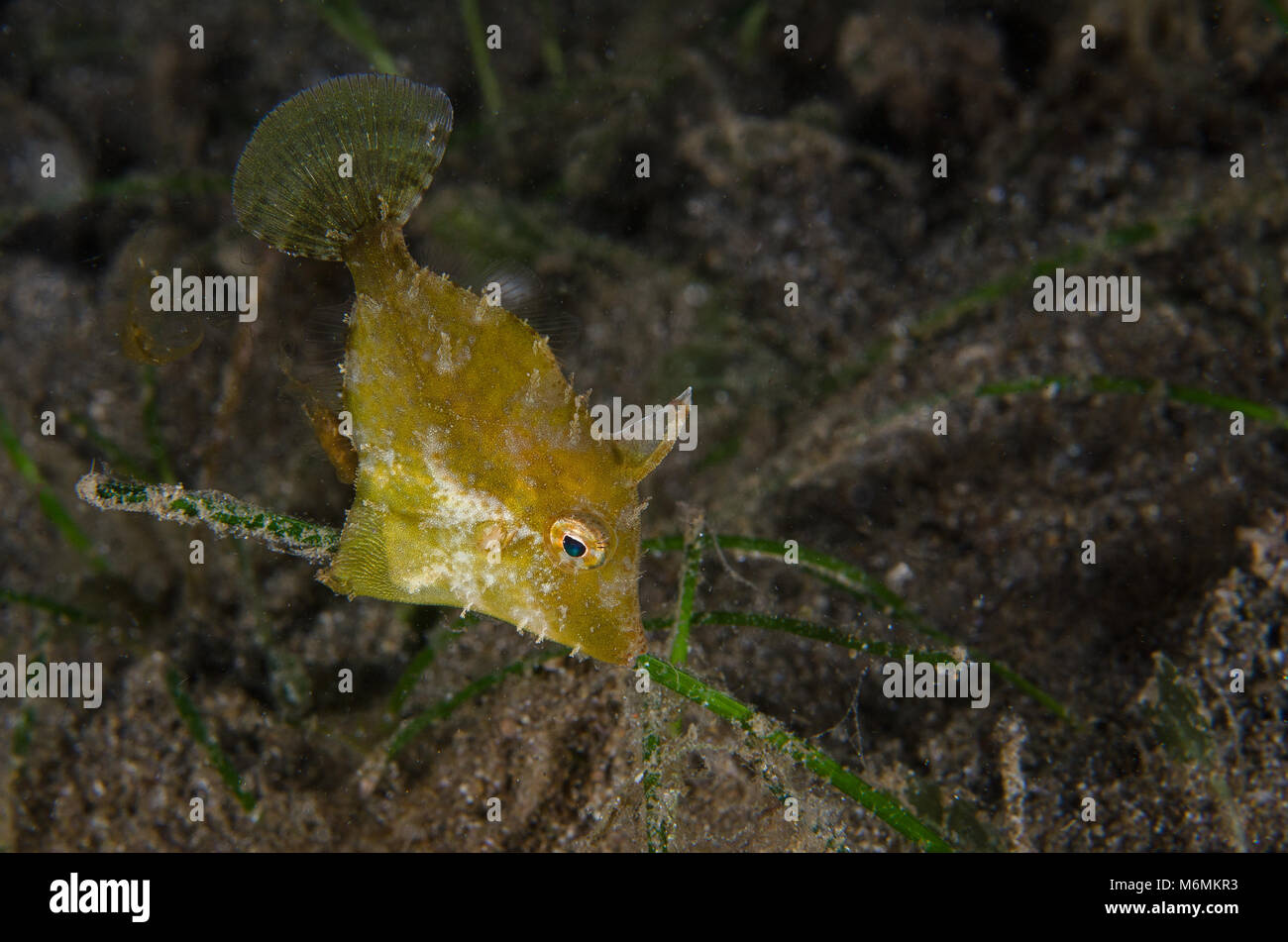 Seagrass Filefish, Acreichthys tomentosus, Monacanthidae, Anilao, Philippines, Asia Stock Photo